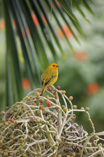 La Colombie interdit l’excision : une loi historique votée par le Congrès 7 javallma bird 2872610 640 NATIVES
