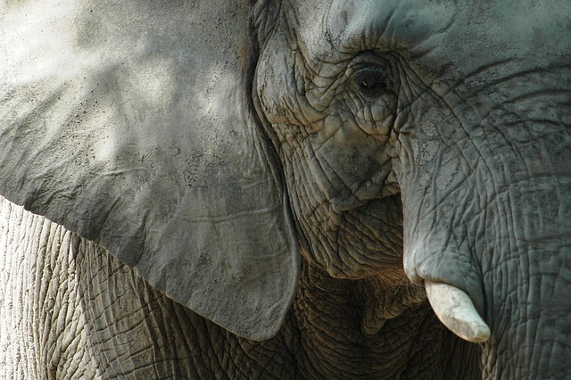 Comment la philosophie africaine peut enrichir notre vision de la durabilité et de la biodiversité 8 andrezan animal 4227046 640 1 NATIVES