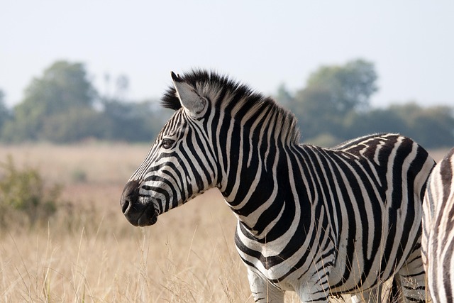 Comment la philosophie africaine peut enrichir notre vision de la durabilité et de la biodiversité 9 bluesnap zebra 2283914 640 NATIVES