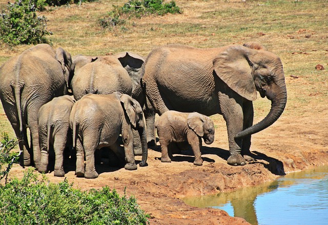 Comment la philosophie africaine peut enrichir notre vision de la durabilité et de la biodiversité 7 cocoparisienne elephants 1092508 640 NATIVES