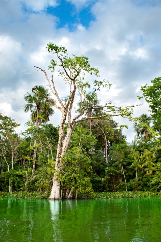 Amazonie brésilienne : l’invasion d’un territoire indigène menace des peuples isolés 8 pexels oficialwallace 15299863 1 NATIVES