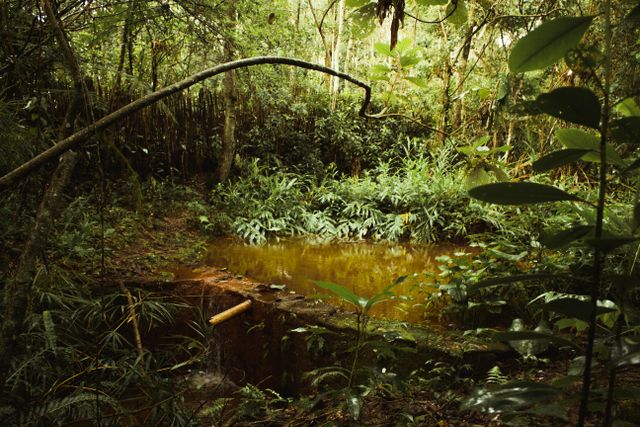Amazonie brésilienne : l’invasion d’un territoire indigène menace des peuples isolés 9 pexels viniciuspnts 953969 NATIVES