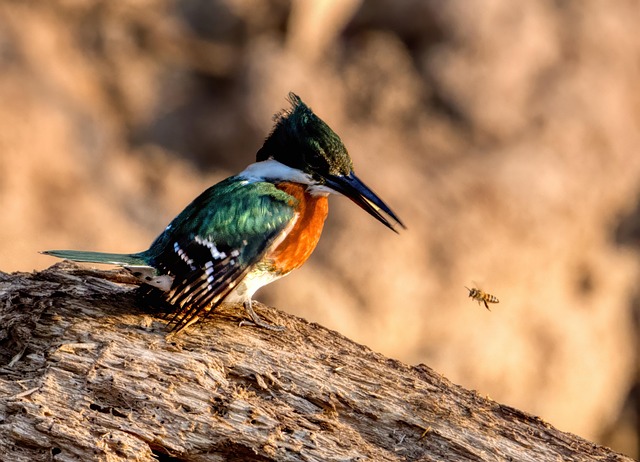 Mashco Piro : le droit de rester à l’écart du monde 7 bergheimatfilm amazon kingfisher 9183238 640 1 NATIVES