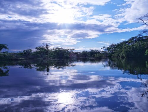 dasschwammbo amazonia 4412620 1920 NATIVES