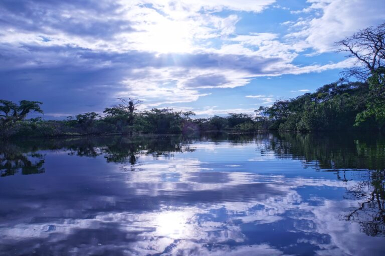 dasschwammbo amazonia 4412620 1920 NATIVES