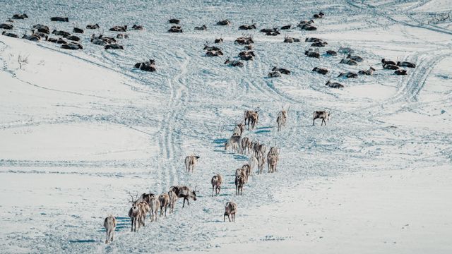 Peuple sami : la Suède appelée à réparer les injustices historiques 9 pexels raulling 29823044 1 NATIVES