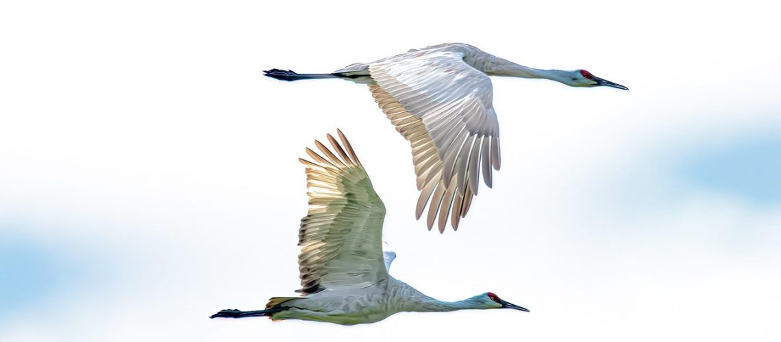 cranes-7445073_1280