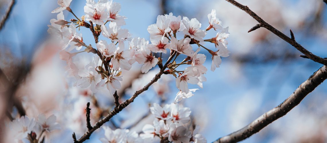 da6_studio-cherry-blossoms-7969007_1920