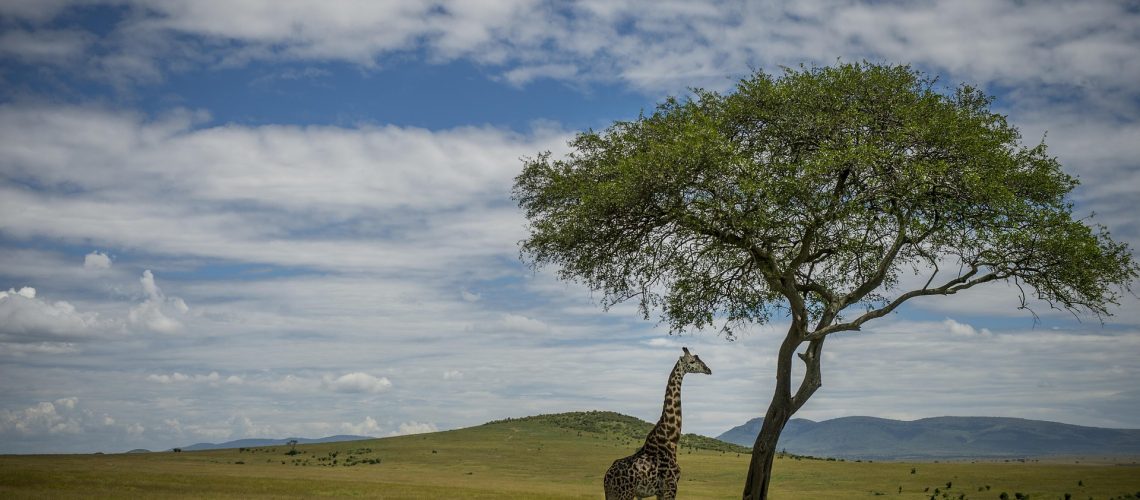 fdoprado-safari-3548973_1920