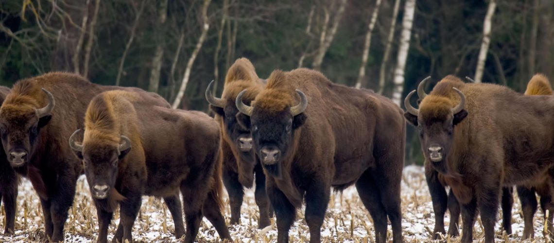 krzysiek-european-bison-7722998_1920
