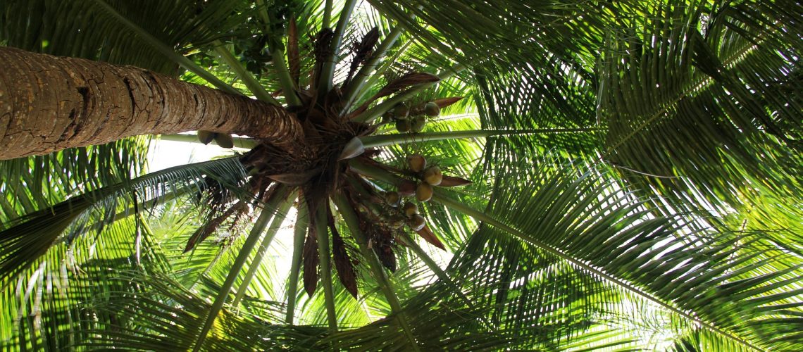 peggy_marco-palm-tree-1027984_1920